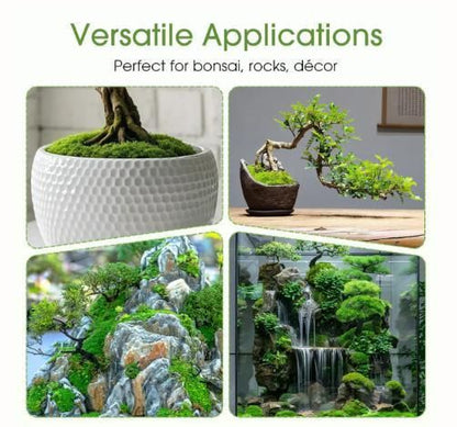 Moss Spore Powder Seeds 100gm (Pack of 1)