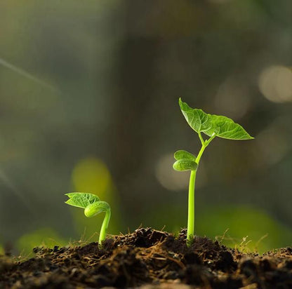 Professional Lawn Fertilizer 100 gm each Pack of 2